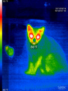 [Image: Cat-Thermal.jpg]