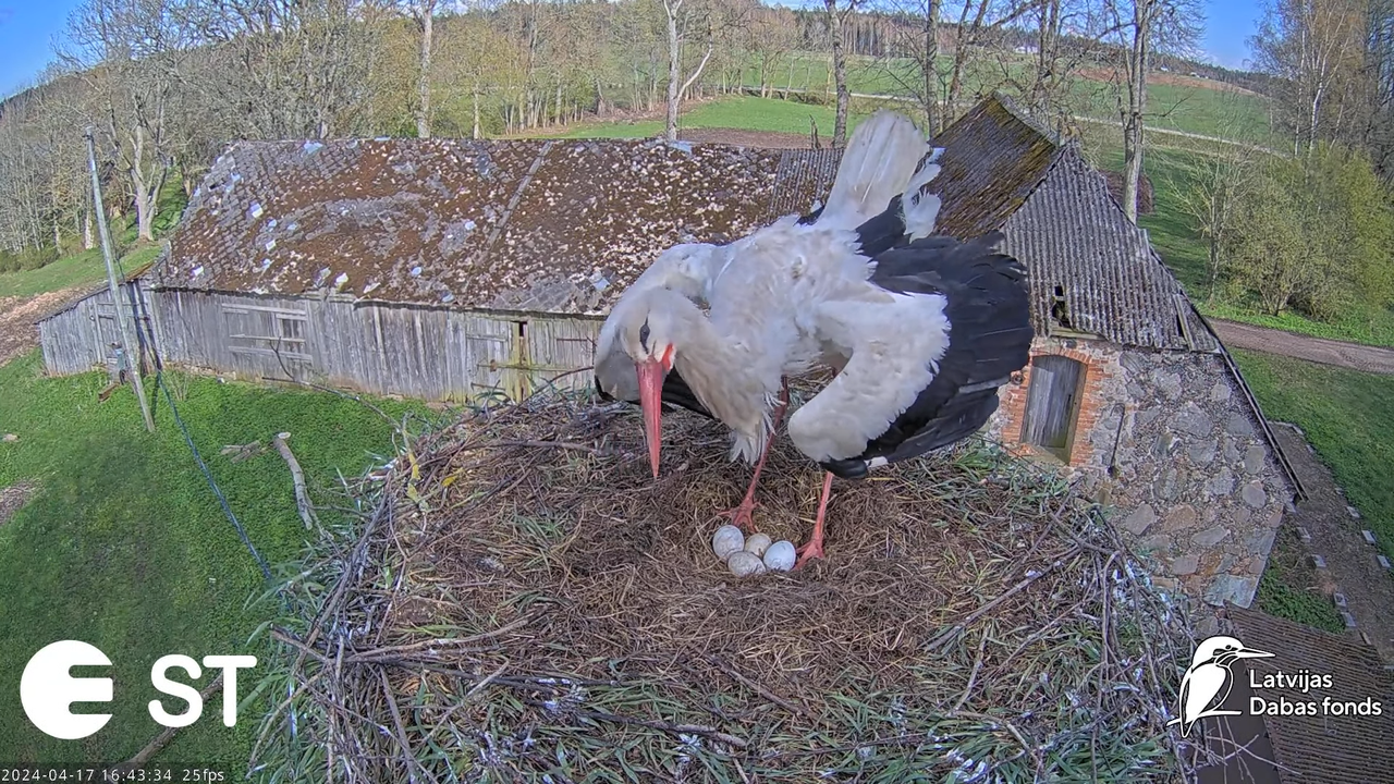 Baltie stārķi (Ciconia ciconia) Tukuma novadā - LDF tiešraide __ White storks in Tukums, Latvia 9-34