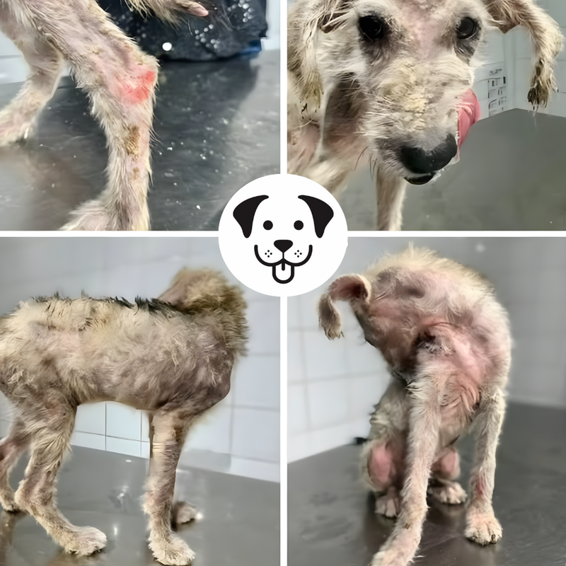 Rescued dog needing medication