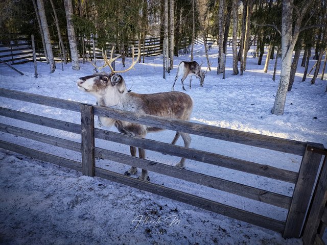 Reportaje por Laponia – Marzo 2023 - Blogs de Finlandia - Parte II (31)