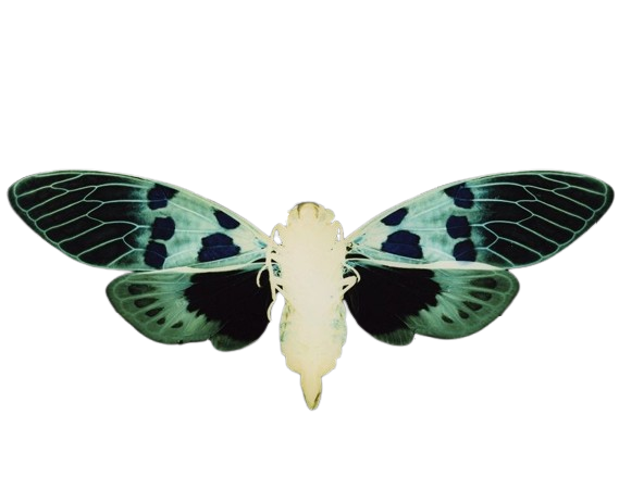 Cicada