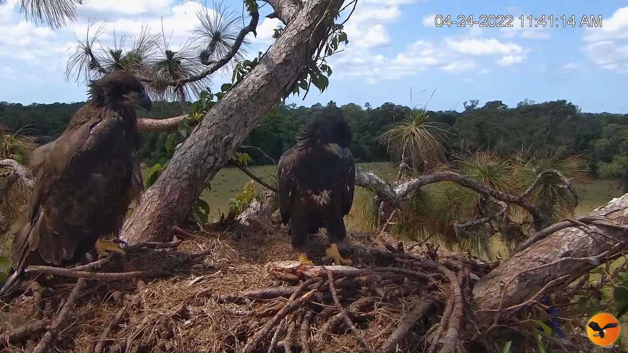 EC Nest Cam 12-59-56 screenshot (1)