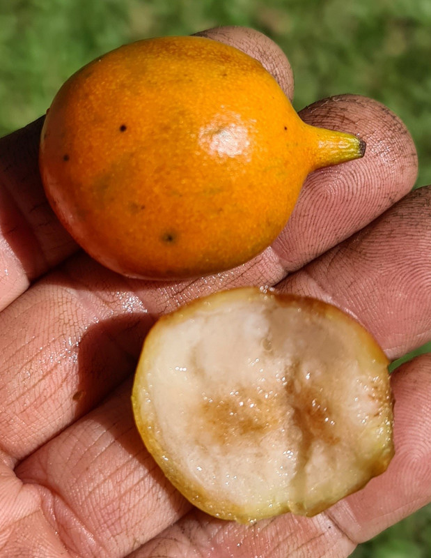 Garcinia intermedia orange b