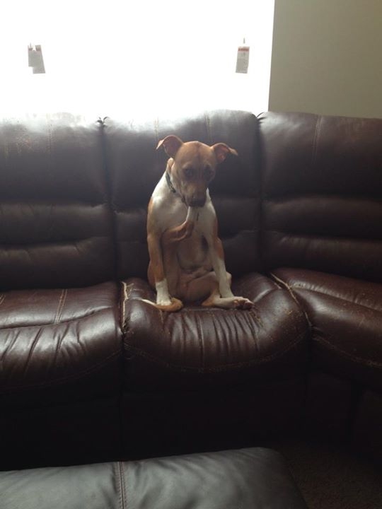 20 собак, которые делают странные вещи и это очень смешно