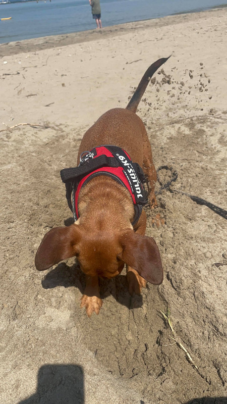 [Image: poppins-la-plage.jpg]