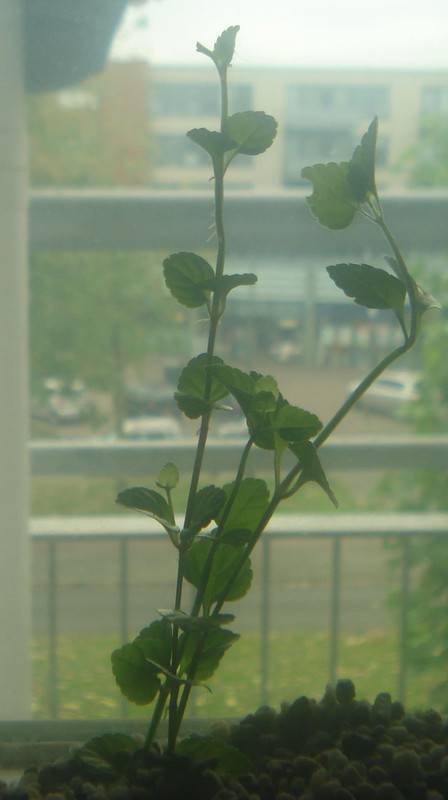 Onbekende aquarium plant 001