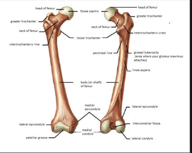 femur-orientation.jpg