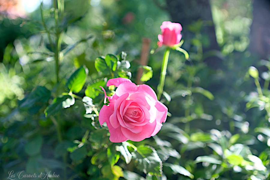 rose de couleur rose ouverte, et une fermée, entre les deux la verdure