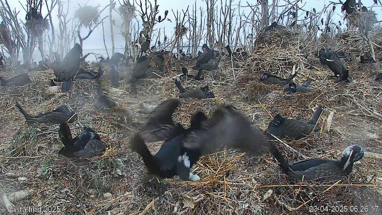 Veebikaamera_ aasta lind 2025 - kormoran (põhikaamera) 7-59-32 screenshot