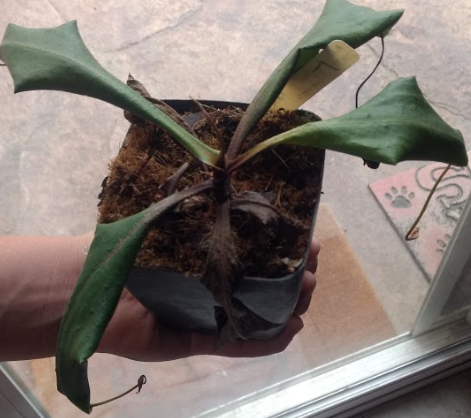 Annotation 2019-08-19 161906