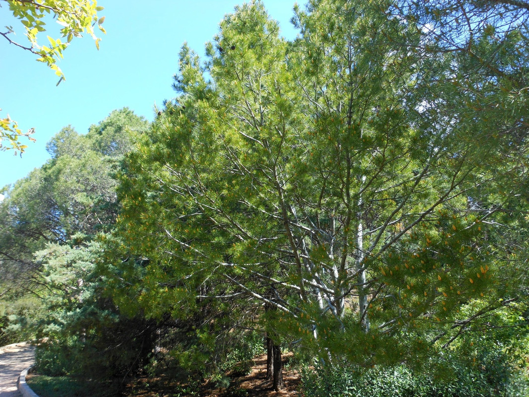 сосна бунге5