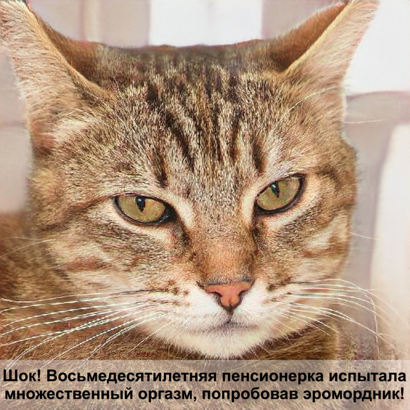 высокий лоток для кошек