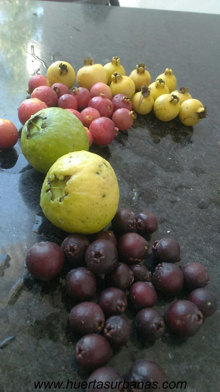 huertasurbanas_com_20180311_113947psidium_robustum-0