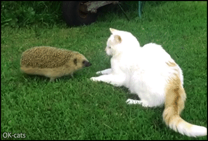 Funny-Cat-GIF-When-a-young-hedgehog-meets-a-pretty-cat-What-do-you-want-stranger-leave-me-alone.gif