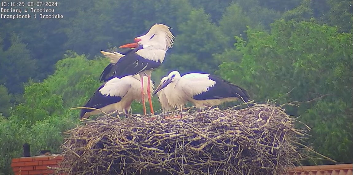 celebrytastraszyrodzine