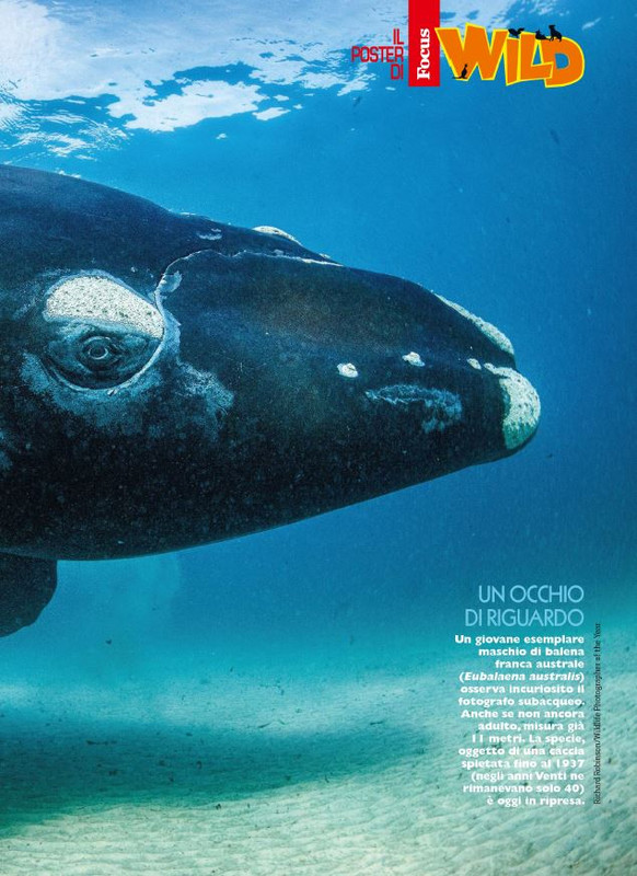 Foc Wil - Ott 2023 (6)