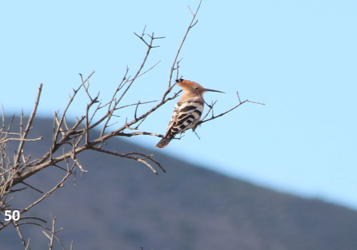 50 hoopoe