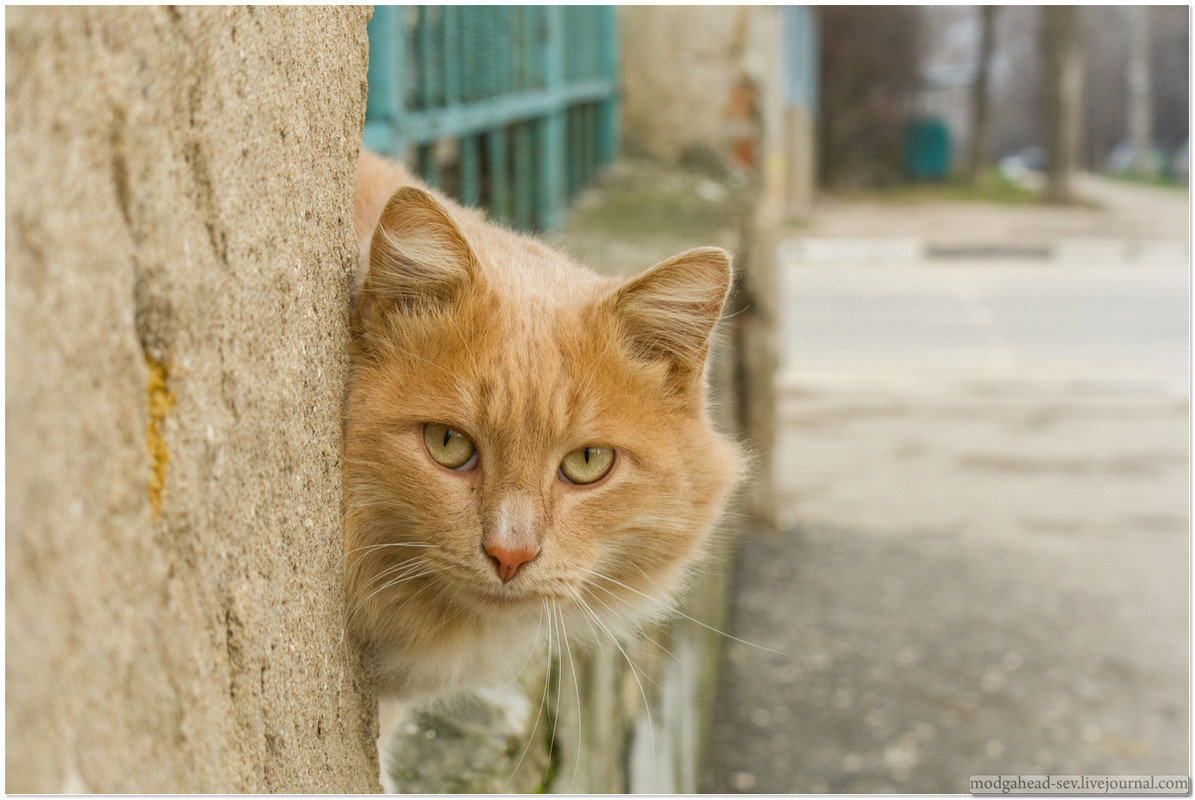 Sev-Cat-2012