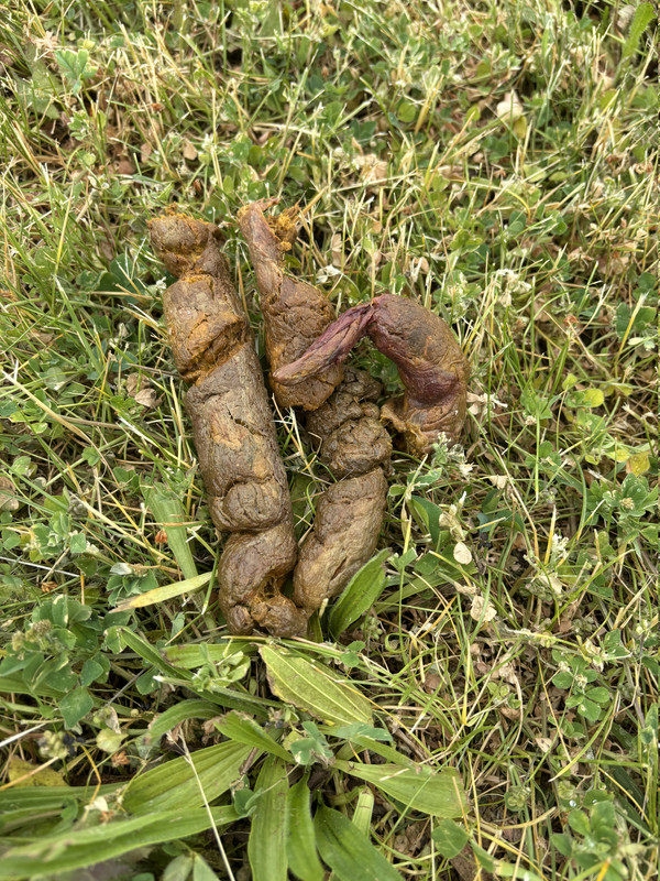 IMG 3561