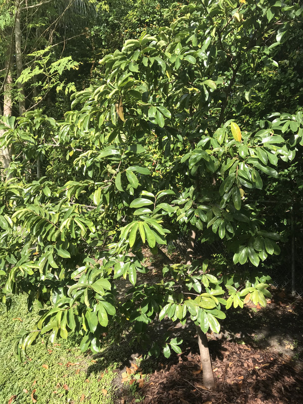 Guanabana 112018