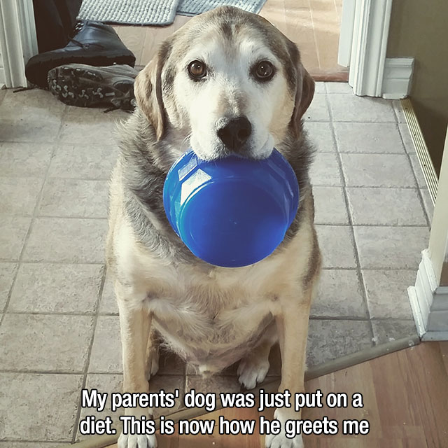 mans-best-friend-9