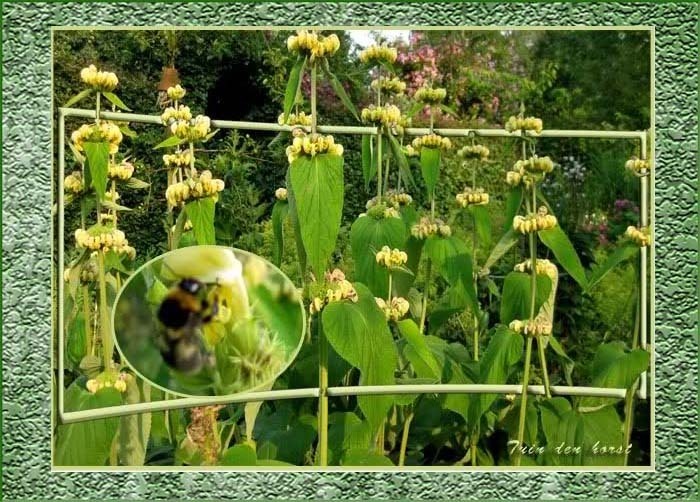 PHLOMIS-RUSSELIANA-BRANDKRUID