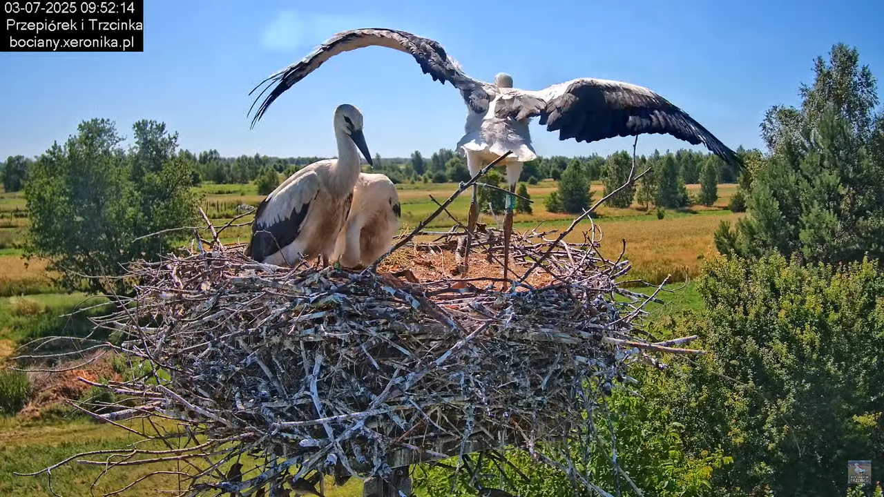 03072025bociany25