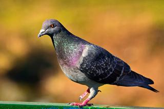 [Image: 1200px-Domestic-pigeon.jpg]