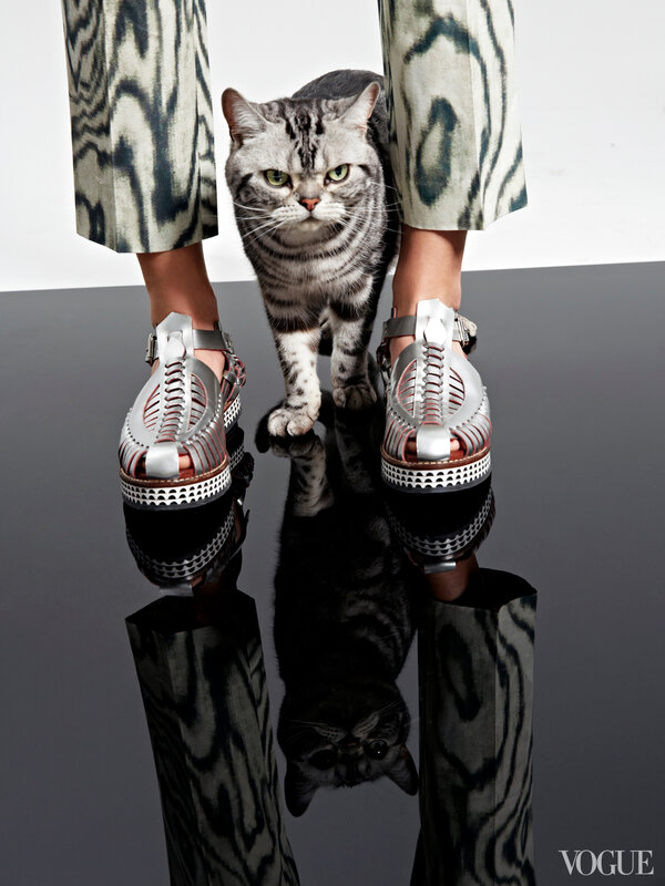 cats-kittens-flats-shoes-15-161900113747