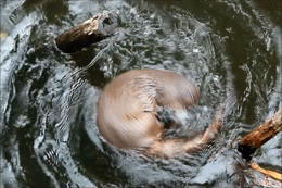 otter