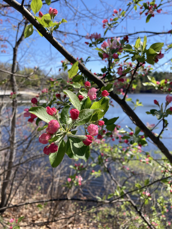 Wild Apple Flowers IMG-0239