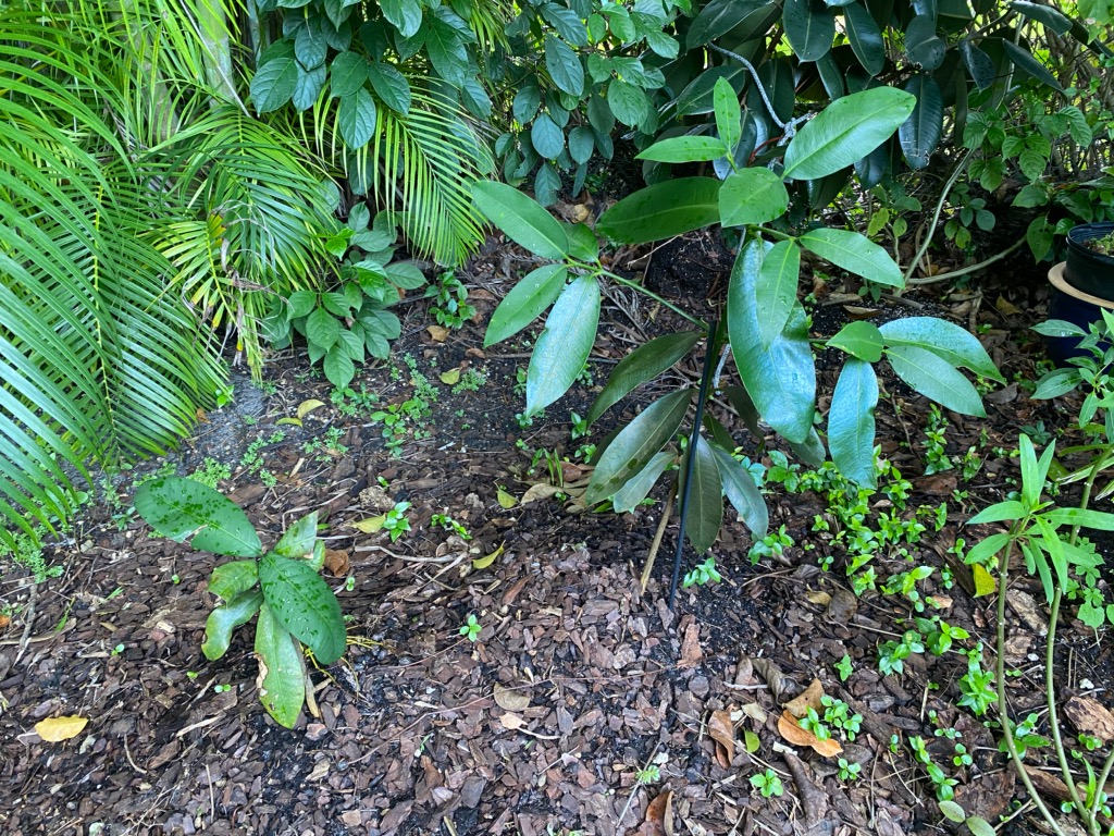 LucsGarcinia92020