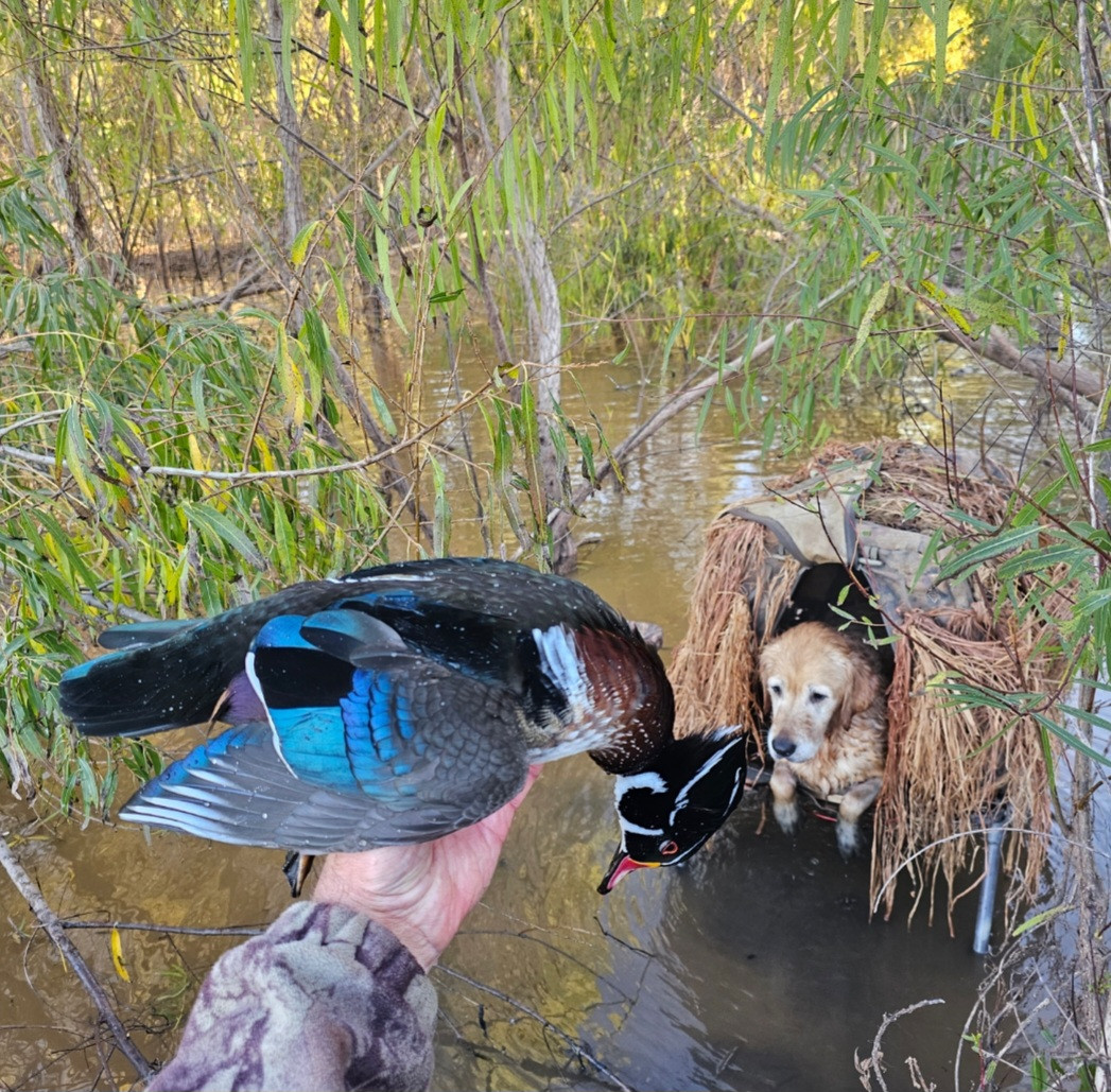 Screenshot 20251110 124836 Gallery