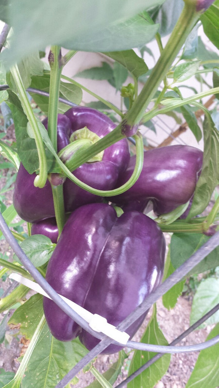 20160708_180234_resized