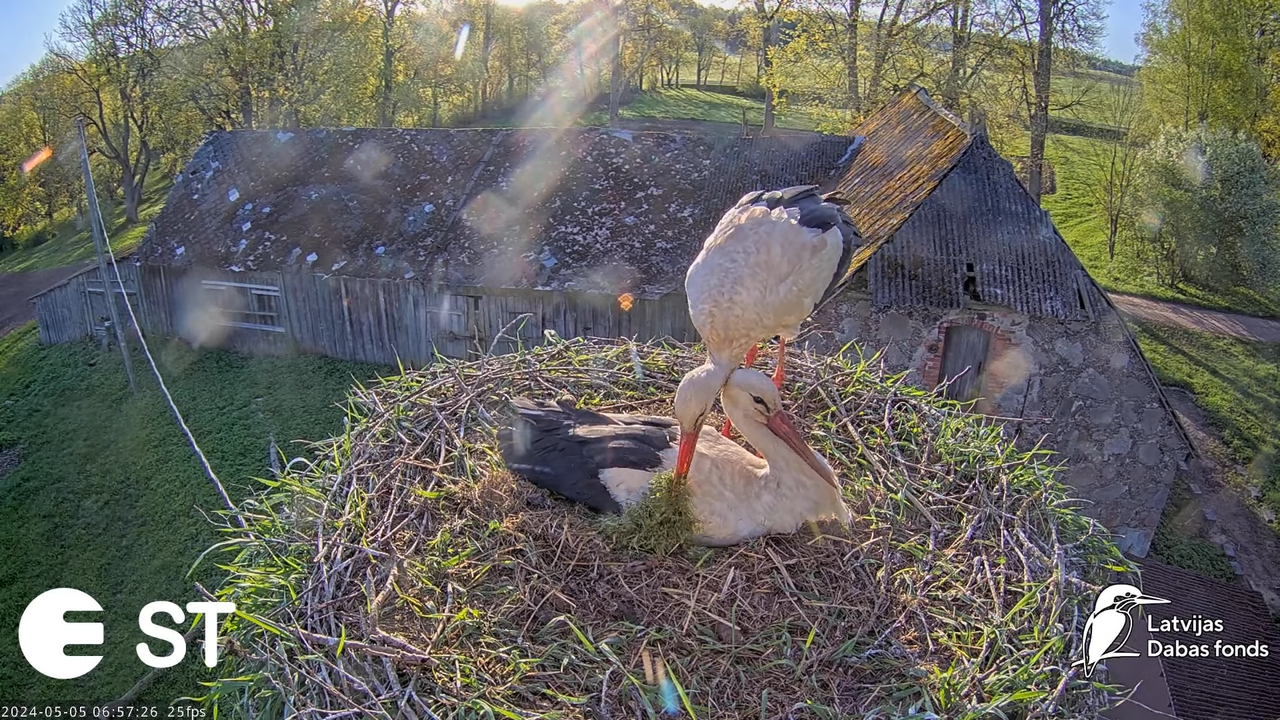 Baltie stārķi (Ciconia ciconia) Tukuma novadā - LDF tiešraide __ White storks in Tukums, Latvia 9-51