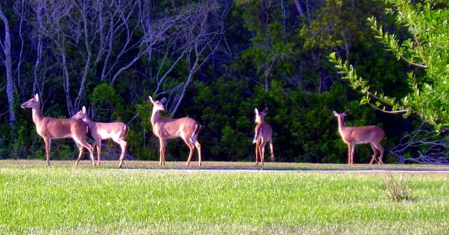 [Image: deer-behind-our-home.jpg]