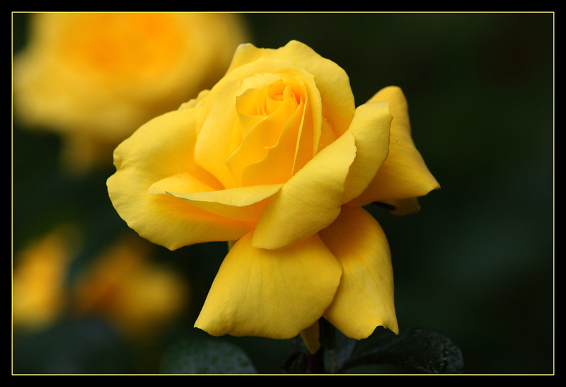 yellowrose.jpg