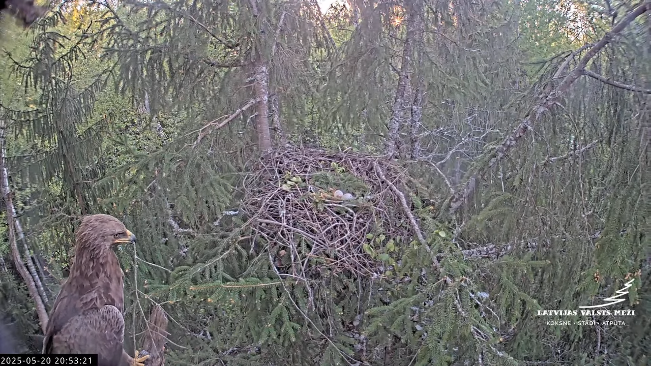 LVM mazais ērglis Lisiņa, egle2 – Lesser Spotted Eagle 14-23-15 screenshot