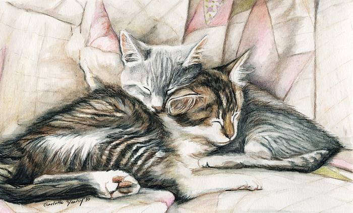 2-sleeping-kittens-charlotte-yealey