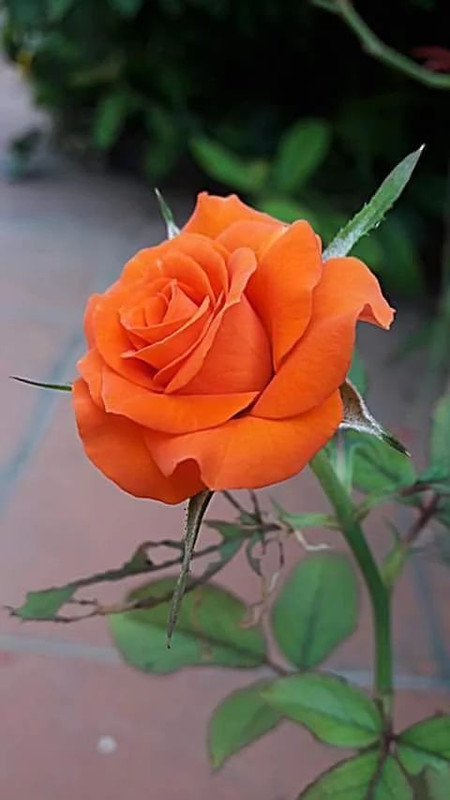 orangerose3.jpg