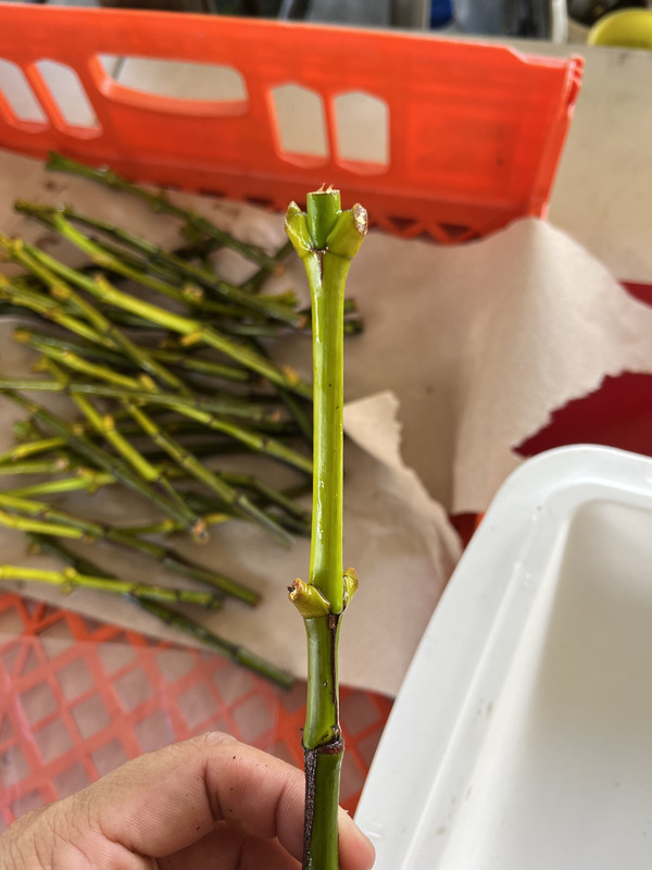 2D94CCD3-C542-4DEA-AEF9-C1ED5011E06B