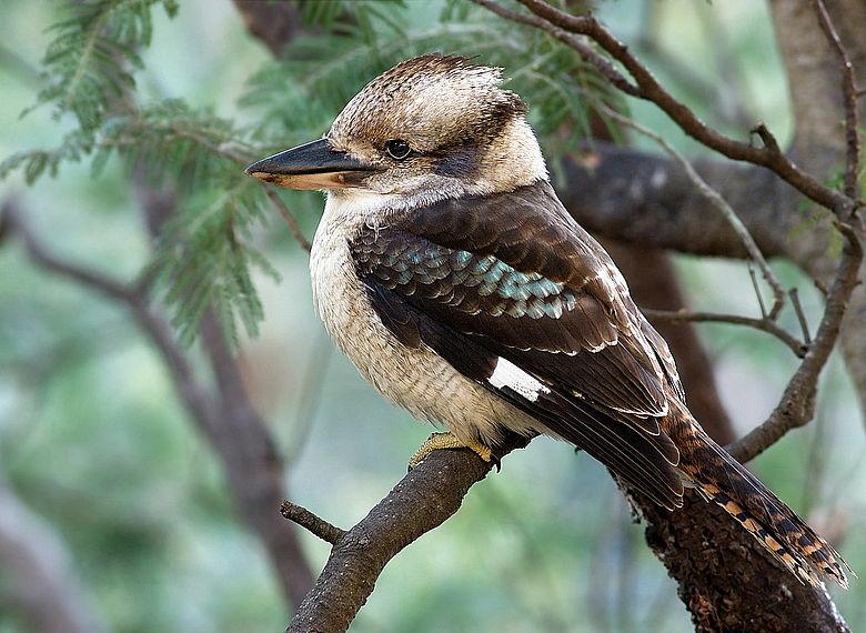 https://i.postimg.cc/TwJc8CXv/kookaburra.jpg