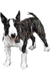 dogy