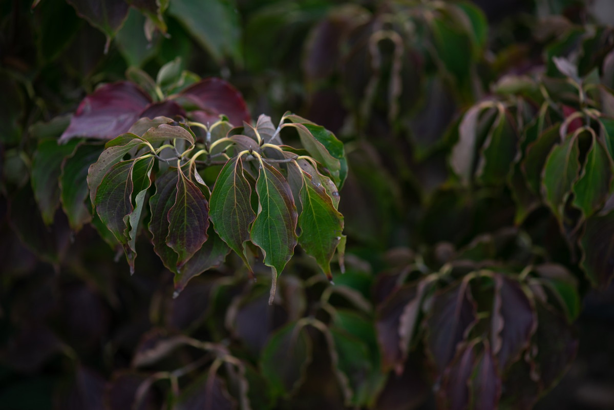 IMG-b6159416b603afe4d96050237af285e9-V
