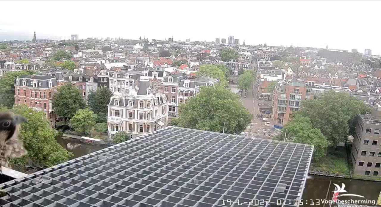 Amsterdam/Rijksmuseum screenshots © Beleef de Lente/Vogelbescherming Nederland - Pagina 29 Video-2022-06-19-070646-Moment