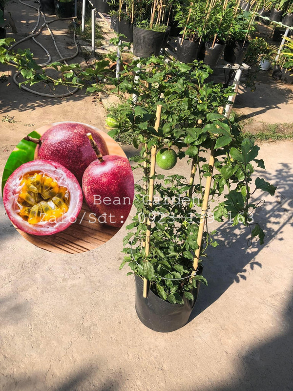 Chanh Dây Tím (Cây đang trái)