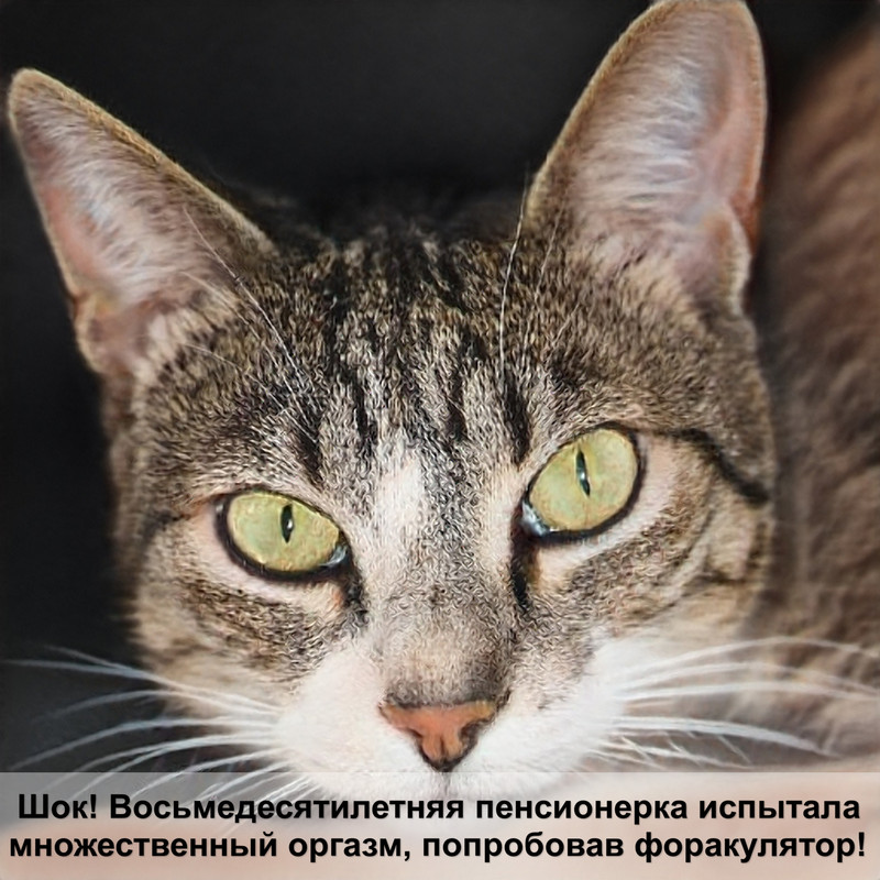 цвет шерсти кошки