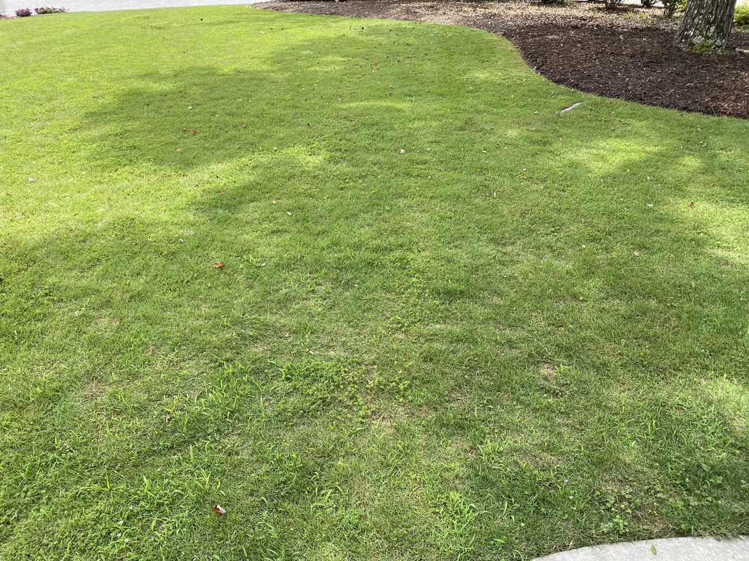 Newbie - Zoysia scalping and topdressing Q | Page 4 | Lawn Care Forum