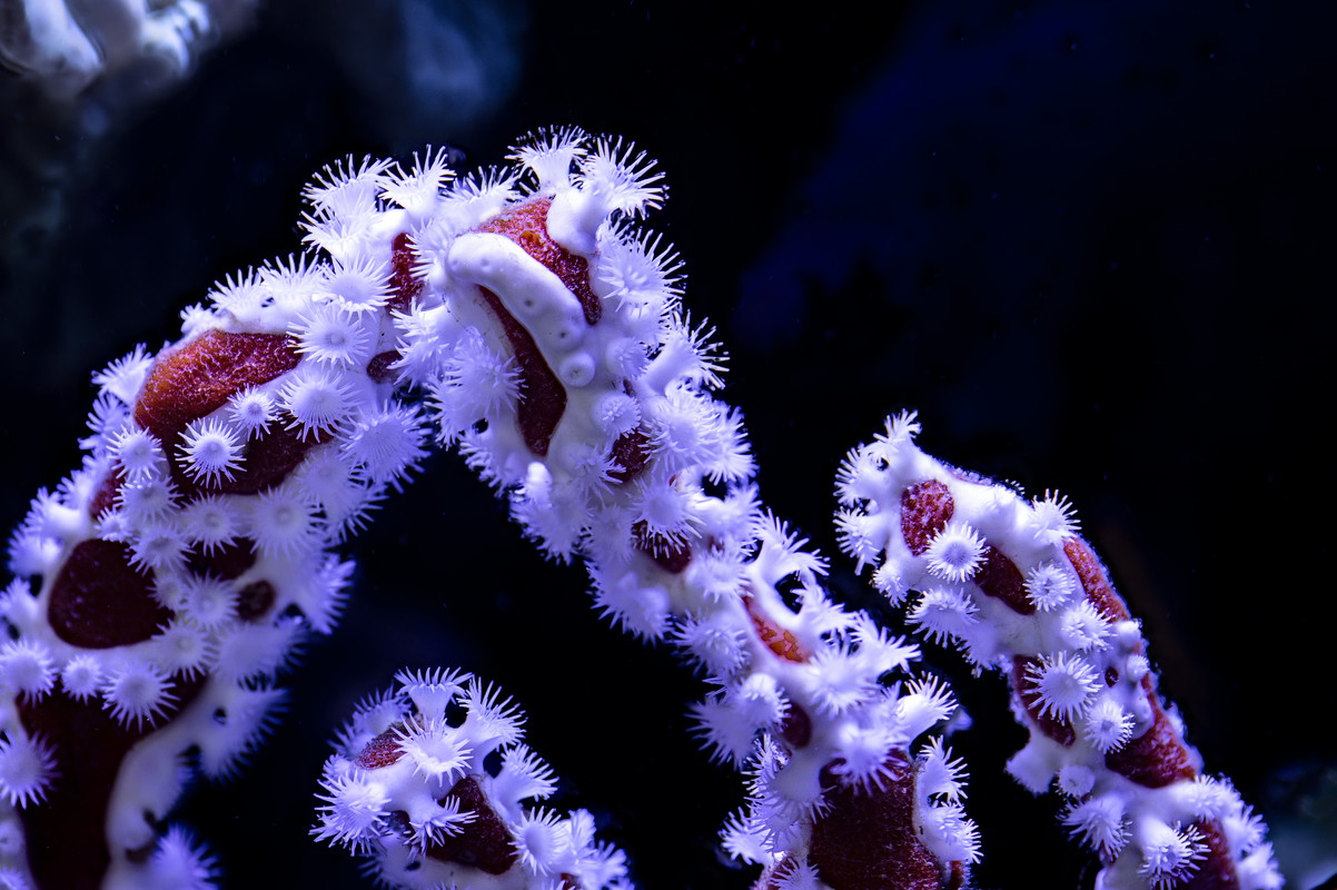 2020-04-03 20-10-44 (B,Radius8,Smoothing4)