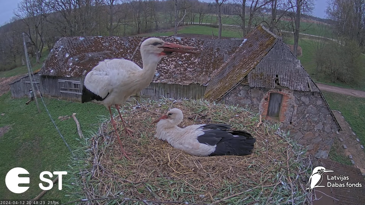 Baltie stārķi (Ciconia ciconia) Tukuma novadā - LDF tiešraide __ White storks in Tukums, Latvia 11-3